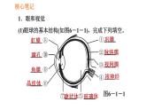 人教版七年级下册生物 4.6.1 人体对外界环境的感知 复习课件PPT