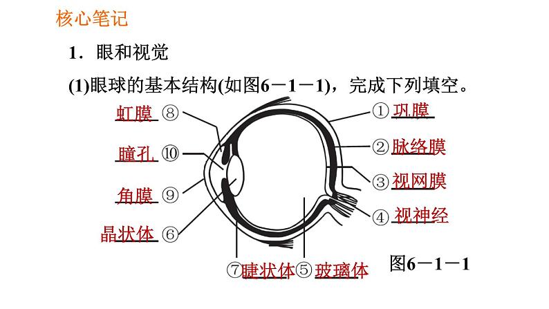 人教版七年级下册生物 4.6.1 人体对外界环境的感知 复习课件PPT02