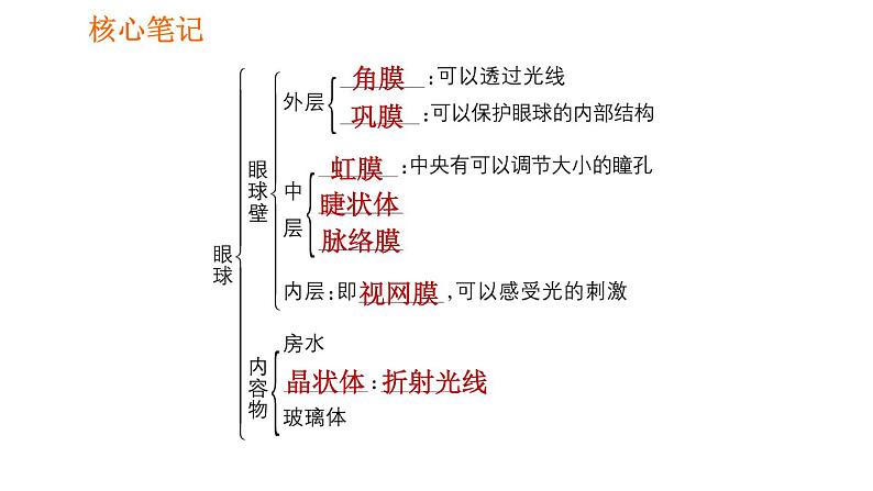 人教版七年级下册生物 4.6.1 人体对外界环境的感知 复习课件PPT03