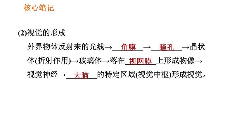 人教版七年级下册生物 4.6.1 人体对外界环境的感知 复习课件PPT04