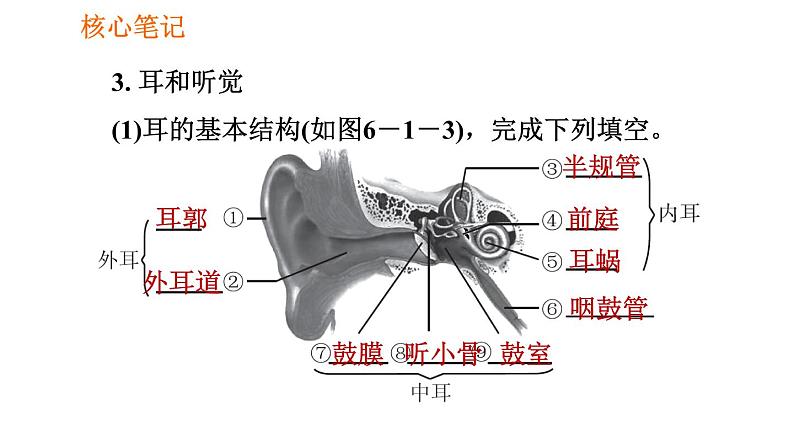 人教版七年级下册生物 4.6.1 人体对外界环境的感知 复习课件PPT07