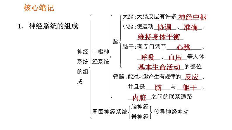 人教版七年级下册生物 4.6.2 神经系统的组成 复习课件PPT02