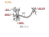 人教版七年级下册生物 4.6.2 神经系统的组成 复习课件PPT
