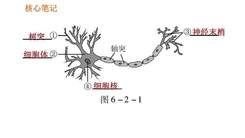 人教版七年级下册生物 4.6.2 神经系统的组成 复习课件PPT04