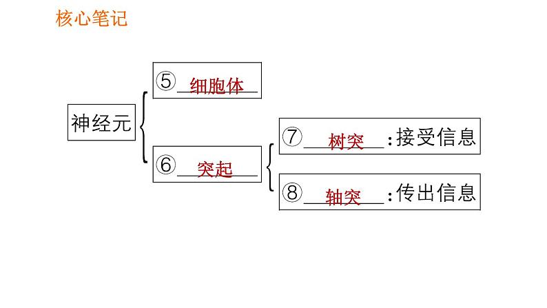 人教版七年级下册生物 4.6.2 神经系统的组成 复习课件PPT05