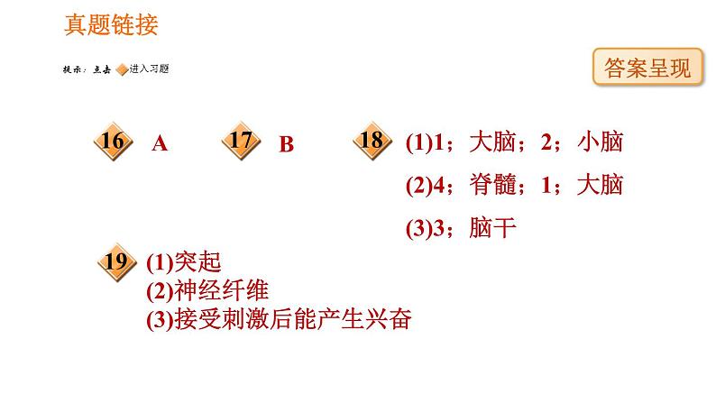 人教版七年级下册生物 4.6.2 神经系统的组成 复习课件PPT07