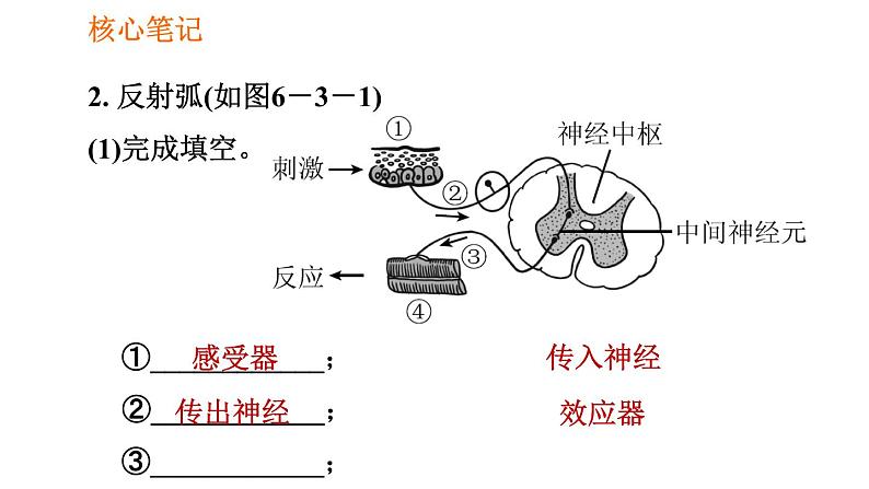 人教版七年级下册生物 4.6.3 神经调节的基本方式 复习课件PPT03