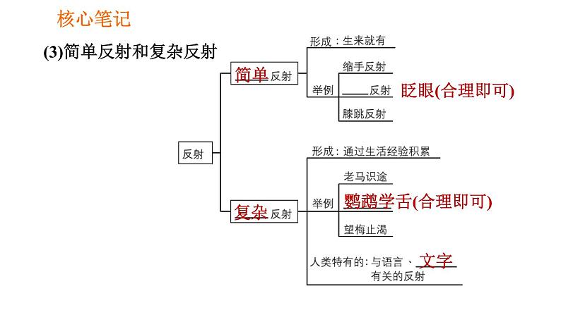 人教版七年级下册生物 4.6.3 神经调节的基本方式 复习课件PPT05