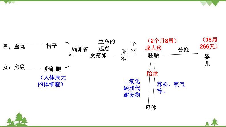 人教版七年级下册生物知识点总结课件03