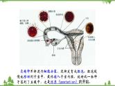 人教版七年级下册生物知识点总结课件