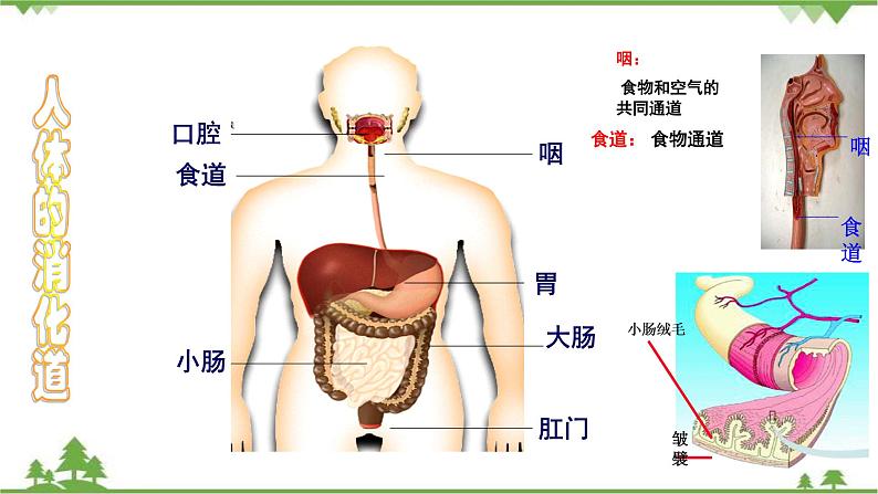 人教版七年级下册生物知识点总结课件07