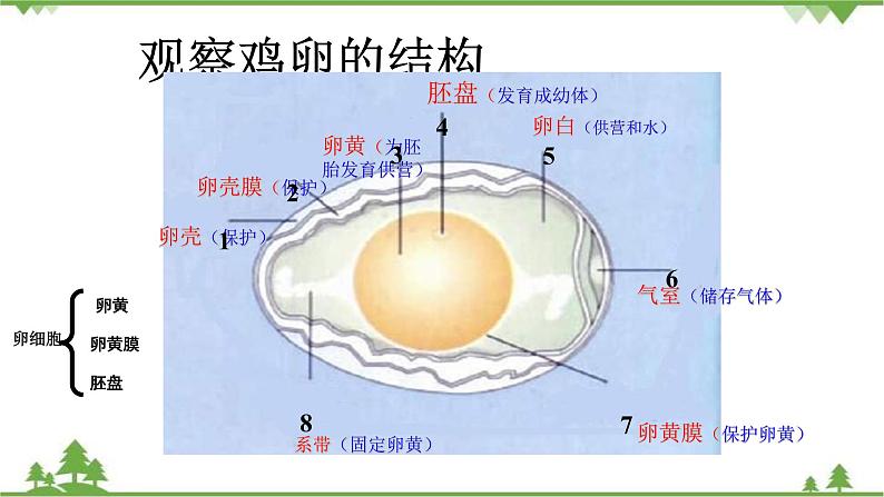 人教版八年级下册生物知识点总结课件06