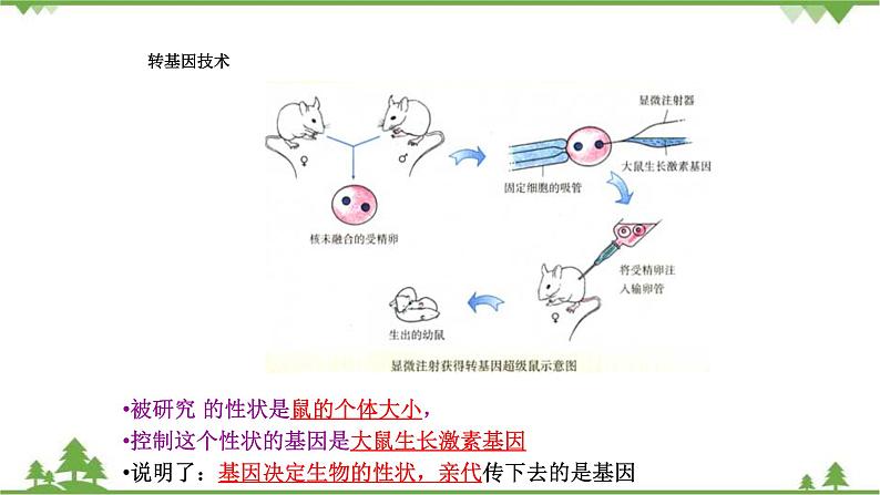 人教版八年级下册生物知识点总结课件07