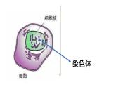 人教版部编八年级下生物7.2.2 基因在亲子代间的传递 精品课件含视频素材