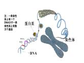 人教版部编八年级下生物7.2.2 基因在亲子代间的传递 精品课件含视频素材