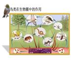 人教版部编八年级下生物7.1.4 鸟的生殖和发育 精品课件含视频素材