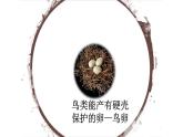 人教版部编八年级下生物7.1.4 鸟的生殖和发育 精品课件含视频素材