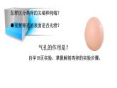 人教版部编八年级下生物7.1.4 鸟的生殖和发育 精品课件含视频素材