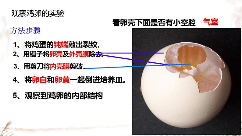 人教版部编八年级下生物7.1.4 鸟的生殖和发育 精品课件含视频素材第7页