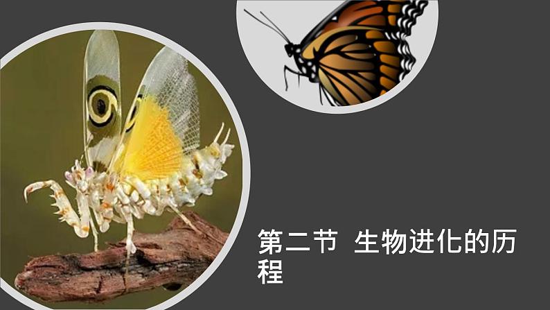 人教版部编八年级下生物7.3.2生物进化的历程精品课件含视频素材01