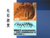人教版部编八年级下生物7.3.2生物进化的历程精品课件含视频素材