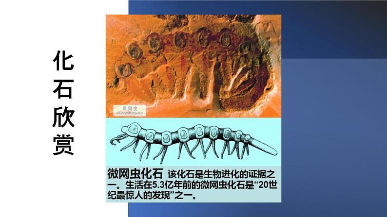 人教版部编八年级下生物7.3.2生物进化的历程精品课件含视频素材05