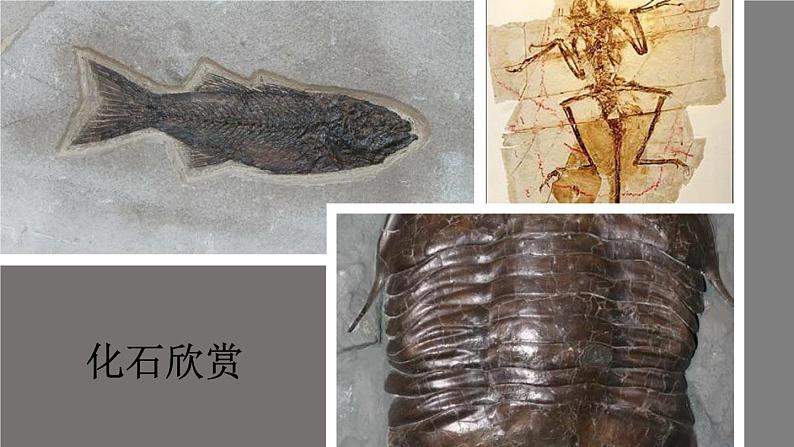 人教版部编八年级下生物7.3.2生物进化的历程精品课件含视频素材07