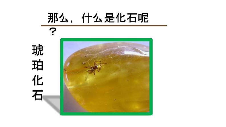 人教版部编八年级下生物7.3.2生物进化的历程精品课件含视频素材08