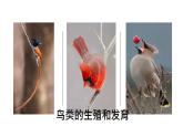 人教版部编八年级下生物7.1.4 鸟的生殖和发育 精品课件含视频素材