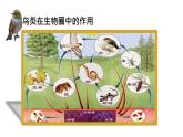 人教版部编八年级下生物7.1.4 鸟的生殖和发育 精品课件含视频素材