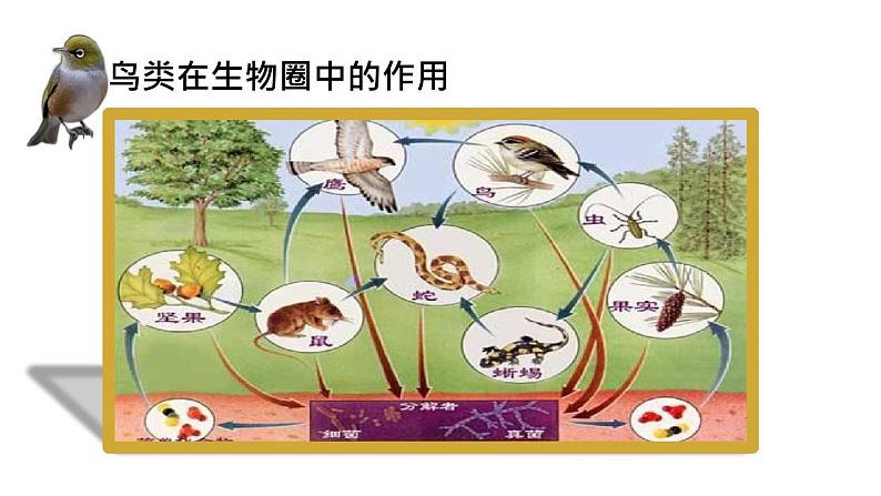 人教版部编八年级下生物7.1.4 鸟的生殖和发育 精品课件含视频素材第2页