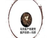 人教版部编八年级下生物7.1.4 鸟的生殖和发育 精品课件含视频素材
