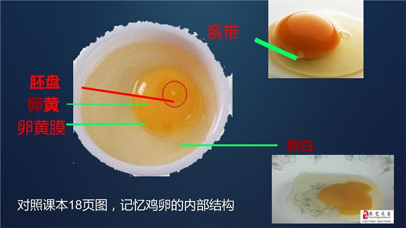 人教版部编八年级下生物7.1.4 鸟的生殖和发育 精品课件含视频素材第8页