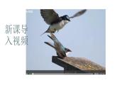人教版部编八年级下生物7.2.1 基因控制生物的性状精品课件含视频素材