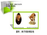 人教版部编八年级下生物7.2.1 基因控制生物的性状精品课件含视频素材