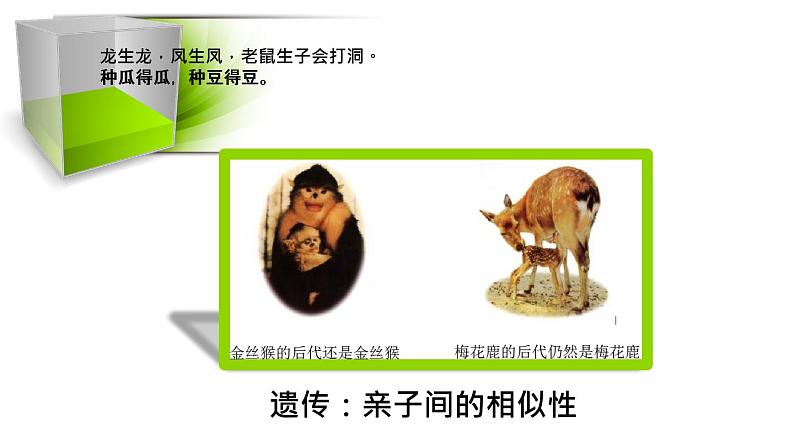 人教版部编八年级下生物7.2.1 基因控制生物的性状精品课件含视频素材03