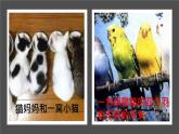 人教版部编八年级下生物7.2.1 基因控制生物的性状精品课件含视频素材