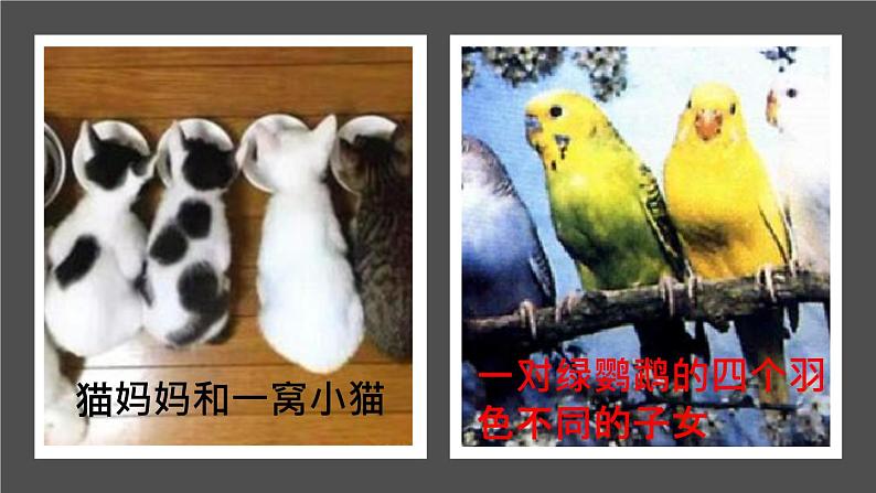 人教版部编八年级下生物7.2.1 基因控制生物的性状精品课件含视频素材04