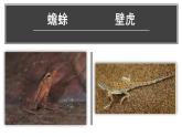 人教版部编八年级下生物7.3.3 生物进化的原因 精品课件含视频素材
