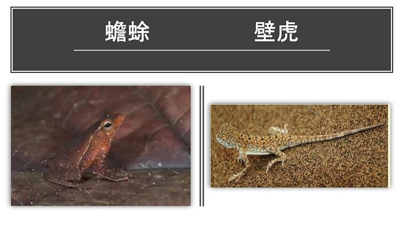 人教版部编八年级下生物7.3.3 生物进化的原因 精品课件含视频素材第4页