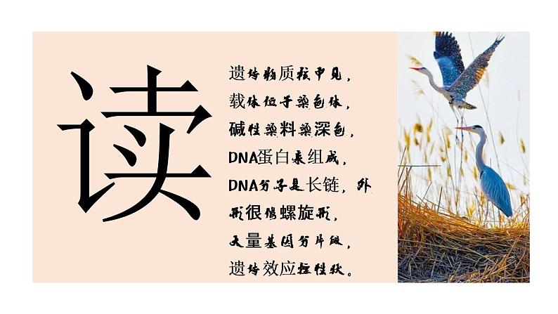 人教版部编八年级下生物7.2.3 基因的显性和隐性精品课件含视频素材第2页