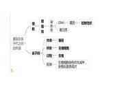 人教版部编八年级下生物7.2.3 基因的显性和隐性精品课件含视频素材