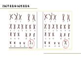 人教版部编八年级下生物7.2.4人的性别遗传 精品课件含视频素材