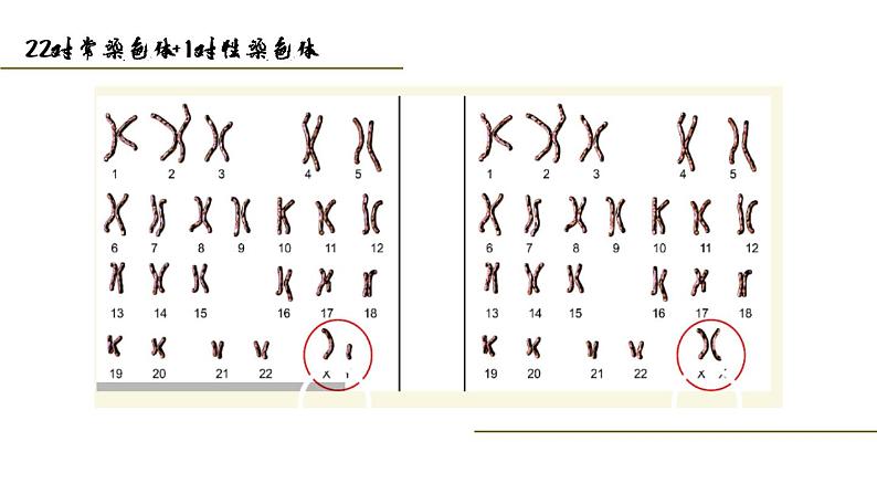 人教版部编八年级下生物7.2.4人的性别遗传 精品课件含视频素材第5页