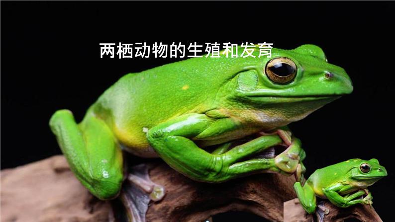 人教版部编八年级下生物7.1.3两栖动物的生殖和发育 精品课件含视频素材第1页