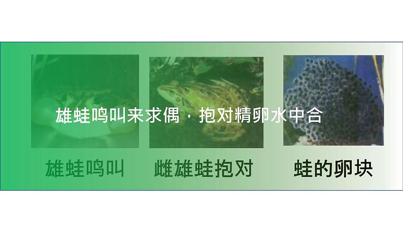 人教版部编八年级下生物7.1.3两栖动物的生殖和发育 精品课件含视频素材第7页