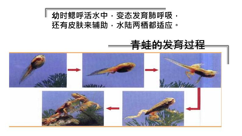 人教版部编八年级下生物7.1.3两栖动物的生殖和发育 精品课件含视频素材第8页