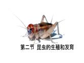 人教版部编八年级下生物7.1.2昆虫的生殖和发育 精品课件含视频素材