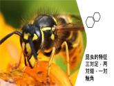 人教版部编八年级下生物7.1.2昆虫的生殖和发育 精品课件含视频素材