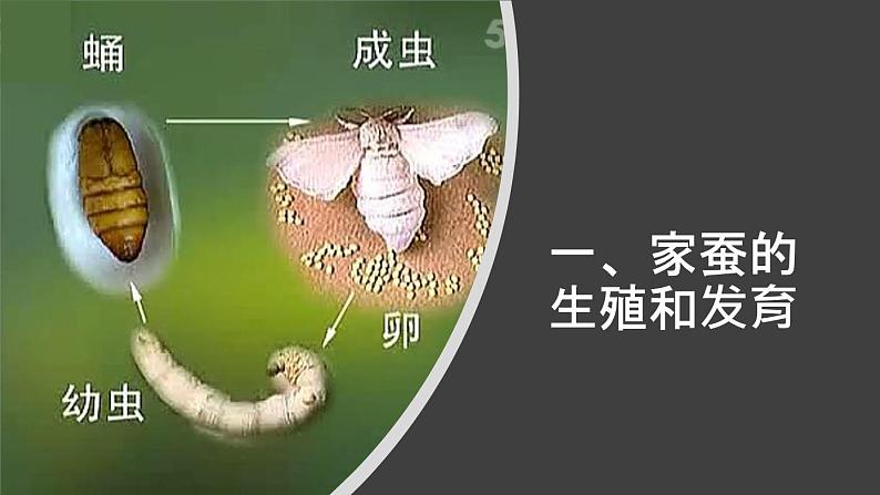 人教版部编八年级下生物7.1.2昆虫的生殖和发育 精品课件含视频素材第7页